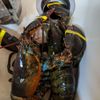 Bridgeport Seafood gift card