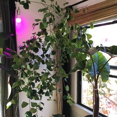 Venice Plants by null