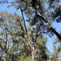 Nec Tree Service