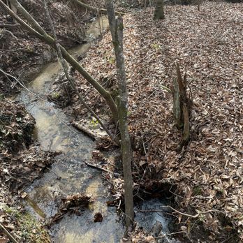 Tuskegee National Forest - Keep your streams clean like this. - Parks Near Me Tuskegee National Forest - Keep your streams clean like this. - Parks Near Me