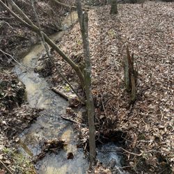 Tuskegee National Forest - Keep your streams clean like this.