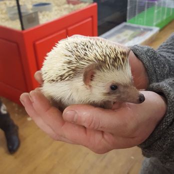 S & S Exotic Animals - Pygmy porcupine - Pet Stores Near Me - Houston, Texas