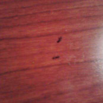 Yerington Inn - Ants up close and personal - Hotels Near Me - Yerington, Nevada Yerington Inn - Ants up close and personal - Hotels Near Me - Yerington, Nevada