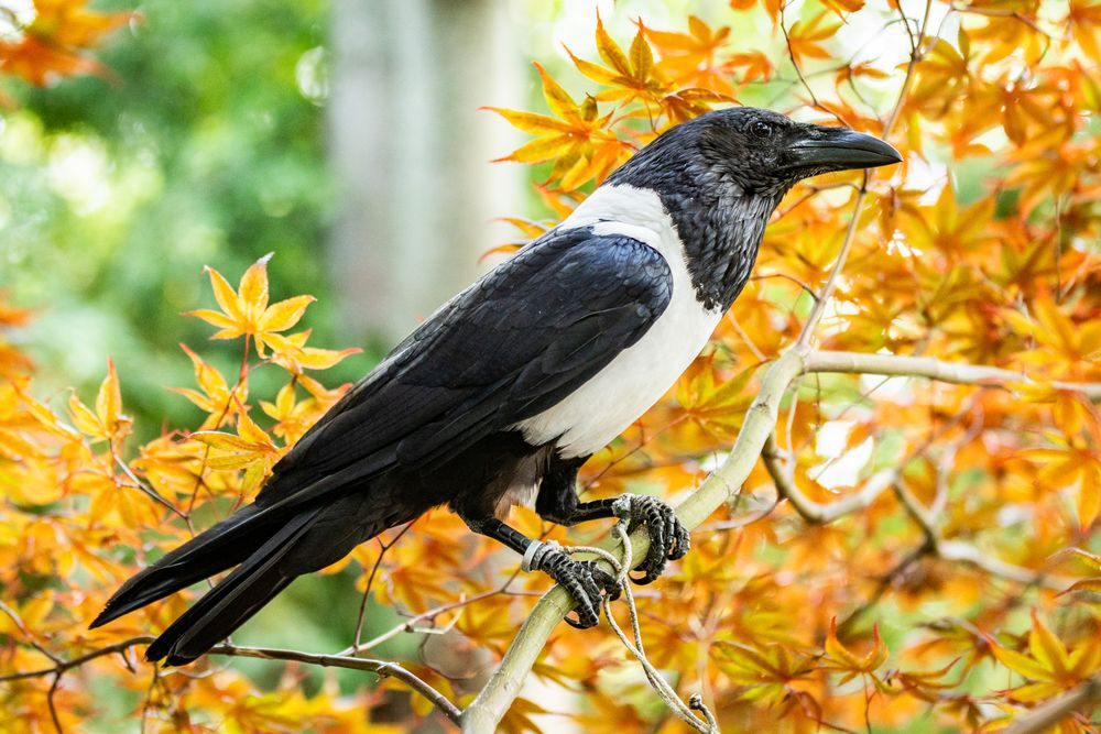 Wing Blade Falconry Logo