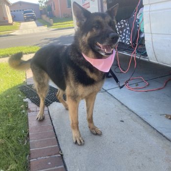 More Than A Bath - Mobile Grooming - After - Pet Groomers Near Me - Lynwood, California