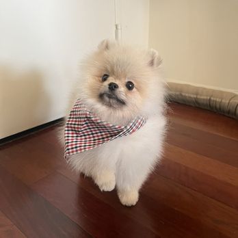 Korean K9 Rescue - Animal Shelters Near Me - Astoria, New York
