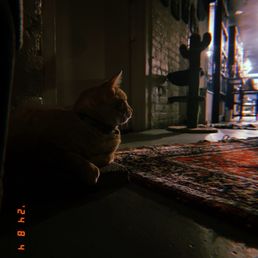 Cat area