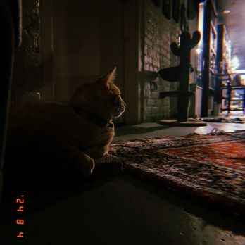 Le Chat Noir Bookstore & Cat Lounge - Cat area - Bookstores Near Me - Redlands, California