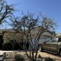Henriquez Tree Service