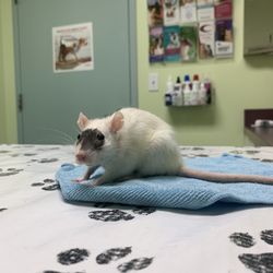 All Creatures Veterinary Hospital - Pretzel at her appointment