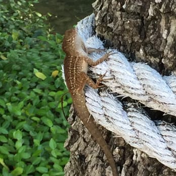 Congo River Golf - Mini Golf Near Me - Clearwater, Florida Congo River Golf - Mini Golf Near Me - Clearwater, Florida