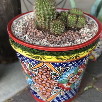 Eco Gro - A torch cactus I brought from home, repotted the Ecogro way. - Nurseries & Gardening Near Me - Tucson, Arizona Eco Gro - A torch cactus I brought from home, repotted the Ecogro way. - Nurseries & Gardening Near Me - Tucson, Arizona