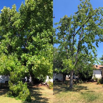 All Access Tree Care - Liquid Amber tree - Tree Services Near Me - El Cajon, California