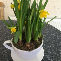 Wards The Florist - I love how there are some flowers opened and some that will bloom in the coming days