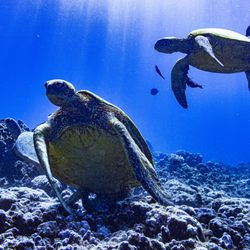 Maui Snorkel Tours - Sea Turtles