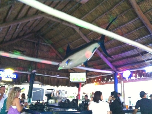 Whiskey Joe's Bar & Grill - Miami by null