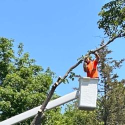 Total Control Tree Service