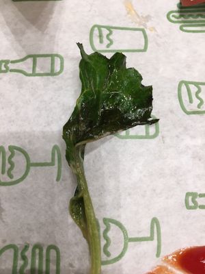 Shake Shack Oak Lawn by null