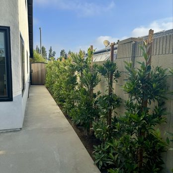Resolve Landscape - After - Trees for privacy hedges installed. - Landscaping Near Me