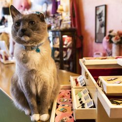Pretty Parlor - Mini is here to help you!