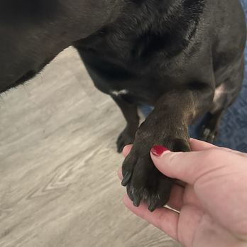 Cody & Miley Pet Grooming - Pet Groomers Near Me - Rosemead, California