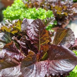 Bill Weber's Greenhouse & Farm Market - Really nice choice of lettuce.