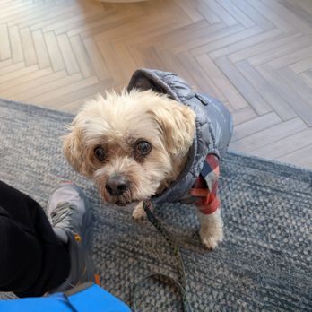 Clarendon Animal Care North Arlington - Maxx looking stylish for winter, but overall healthy for an old boy - Veterinarians Near Me - ARLINGTON, Virginia Clarendon Animal Care North Arlington - Maxx looking stylish for winter, but overall healthy for an old boy - Veterinarians Near Me - ARLINGTON, Virginia