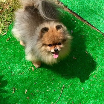 Kathy's Ruff Cuts - My Rockstar - Pet Groomers Near Me - Stevensville, Maryland