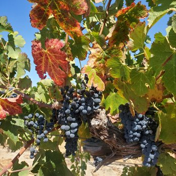 Mitchella Vineyard and Winery - Wineries Near Me - Paso Robles, California Mitchella Vineyard and Winery - Wineries Near Me - Paso Robles, California
