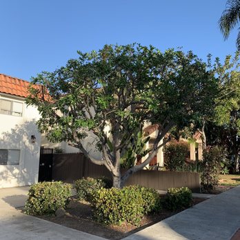 First Class Tree Service - After trimmed and laced - Tree Services Near Me