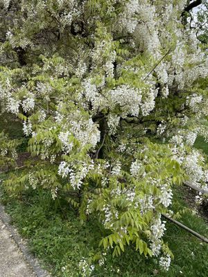 Conservatoire et Jardin botaniques de Genève by null