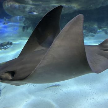 Sea Life - Ray - Aquariums Near Me - Orlando, Florida Sea Life - Ray - Aquariums Near Me - Orlando, Florida