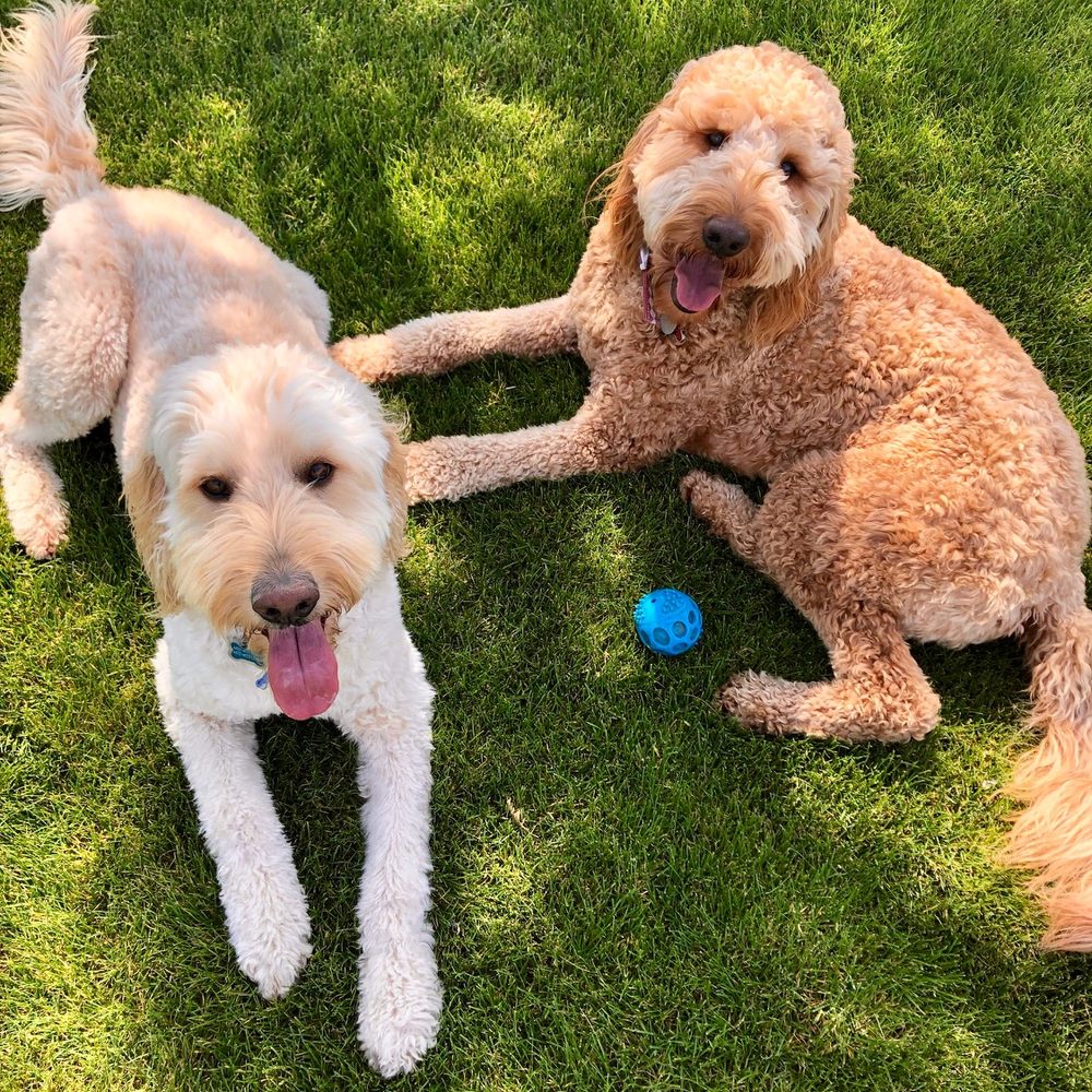 Pin Up Pets - Our two sweet Goldendoodles, Newton (5) and Scout (2) - Pet Groomers Near Me - Chandler, Arizona Pin Up Pets - Our two sweet Goldendoodles, Newton (5) and Scout (2) - Pet Groomers Near Me - Chandler, Arizona