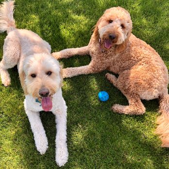 Pin Up Pets - Our two sweet Goldendoodles, Newton (5) and Scout (2) - Pet Groomers Near Me - Chandler, Arizona Pin Up Pets - Our two sweet Goldendoodles, Newton (5) and Scout (2) - Pet Groomers Near Me - Chandler, Arizona