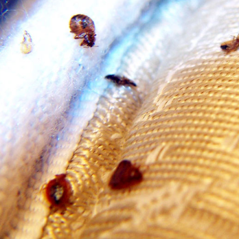 Jailhouse Motel and Casino - Bed bugs on the mattress at the Jailhouse hotel - Hotels Near Me - Ely, Nevada