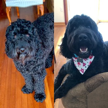 The Hairy Hound - Ollie, our 60 lb labradoodle. Before and after! - Pet Groomers Near Me - Clearwater, Florida