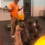 Lobo K9 Training