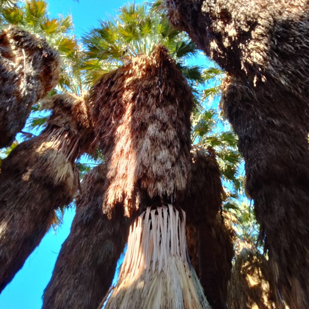 Coachella Valley Preserve - Majestic! - Hiking Near Me - Thousand Palms, California Coachella Valley Preserve - Majestic! - Hiking Near Me - Thousand Palms, California