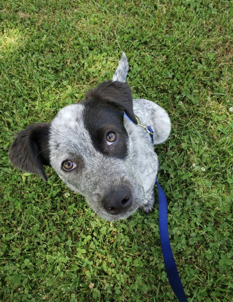 PETS INN SUITES 22 Photos & 14 Reviews 11800 Lewis Braselton Blvd