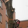 Photo of Loyal Tree Care