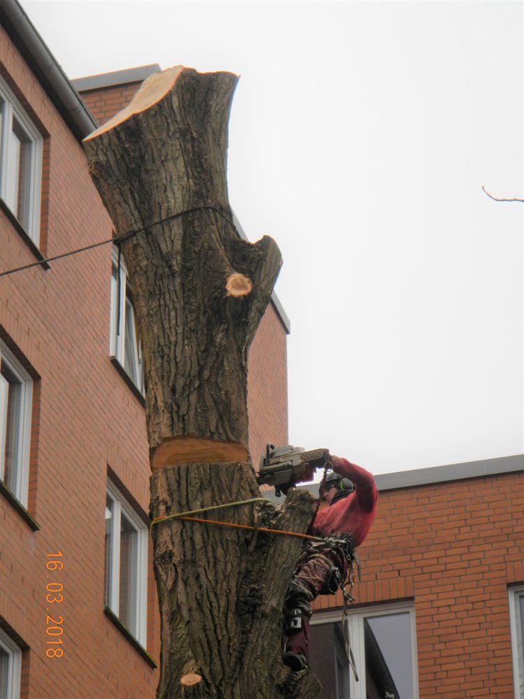 Loyal Tree Care - tree service in Eugene, OR