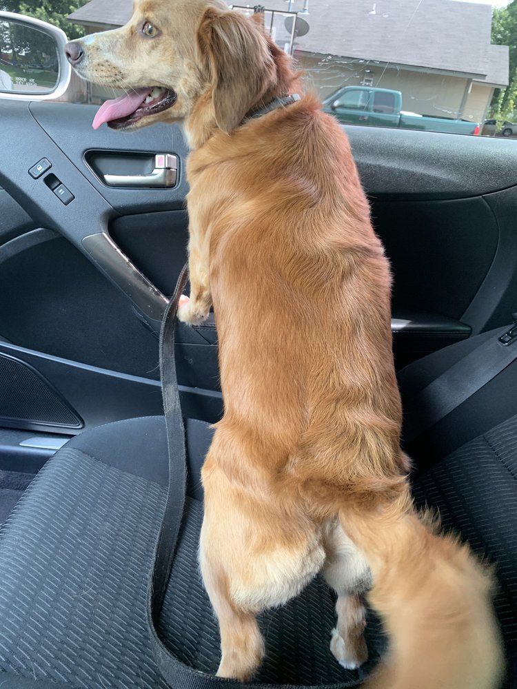 dog grooming dog grooming