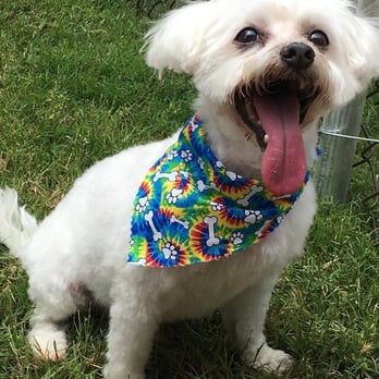 Doggie Spa - Lucky - Pet Groomers Near Me - Corona, California Doggie Spa - Lucky - Pet Groomers Near Me - Corona, California
