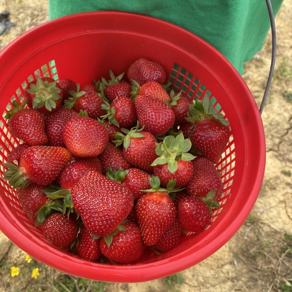 Kildee Farm - Pick your own strawberries in a provided reusable basket - Fruits & Veggies Near Me - Ramseur, North Carolina Kildee Farm - Pick your own strawberries in a provided reusable basket - Fruits & Veggies Near Me - Ramseur, North Carolina