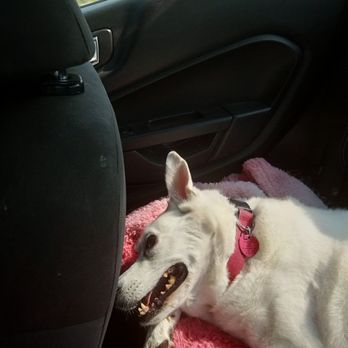 Lifetime Animal Center - This is Joplin over a week on her way to be put down - Veterinarians Near Me - Warrensburg, Missouri