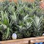 Photo of Trader Joe's