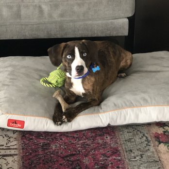 Chicago Canine Rescue - Henry - Animal Shelters Near Me - Chicago, Illinois