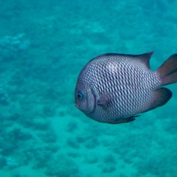 Ocean Project Maui