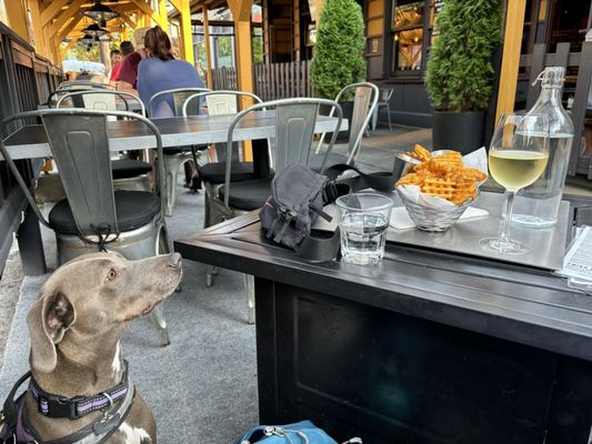 The Barking Dog Alehouse by null