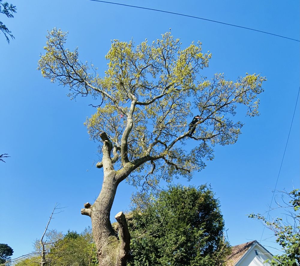 SPECIALISED ARBORICULTURE Freeland Pk Lytchett Matravers, Poole